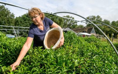 Ontdek de betoverende wereld van Theeplantage SomerWende