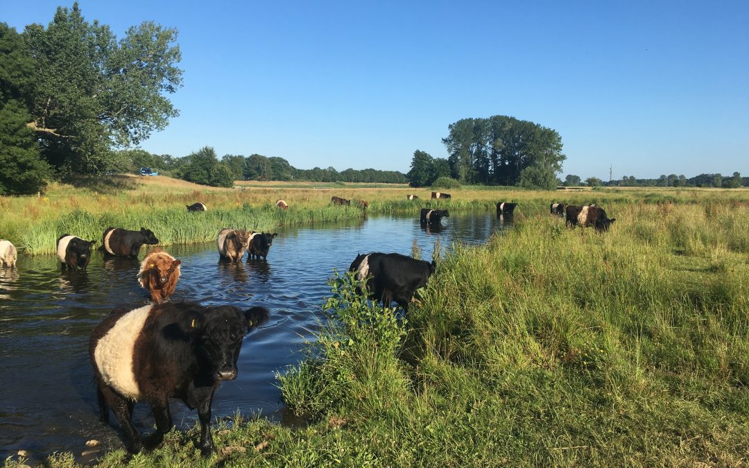 Natuurboerderij Hogeboom